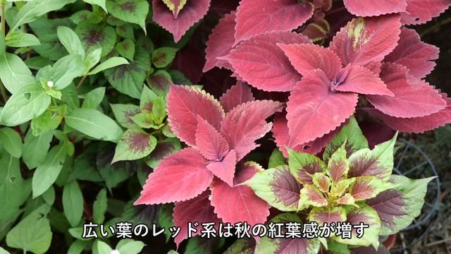 【秋支度】秋をステキ庭へ変えるカラーリーフ集*花も魅力な宿根草２種・葉がメイン１０種/小屋周りのディスプレイを模様替え/ガーデニング