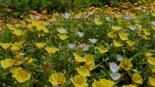 SHIZUOKA. Blooming Portulaca plants at Jyogasaki coast.#4K  ニューヨーク ランプ ミュージアム&フラワーガーデン
