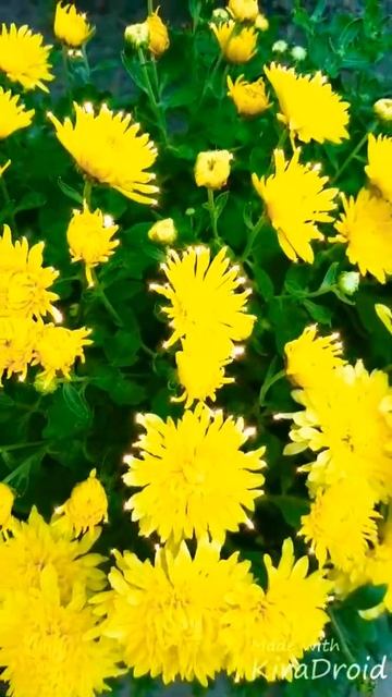 Цветы Желтые #ЛайкиЮлияМ