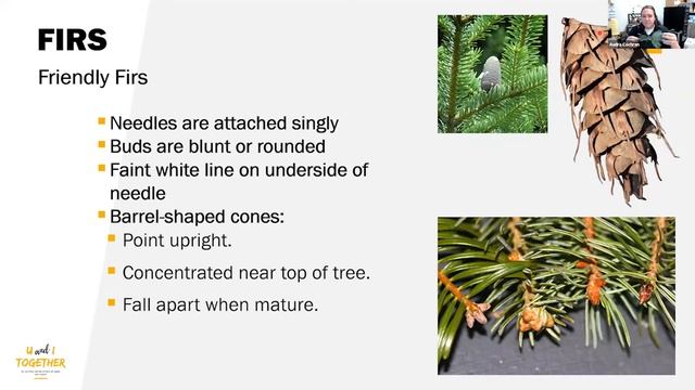Identifying Idaho’s Commercial Trees - U and I Together Series