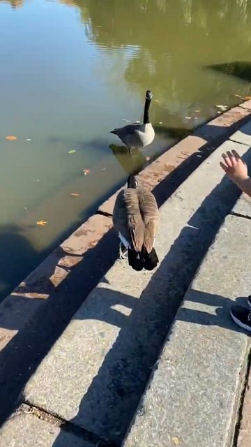 Pond of swan in Central park