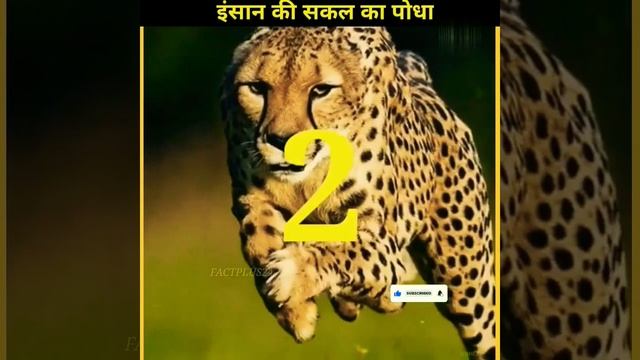 इंसान की सकल का पौधा | Mandrake plant#shorts