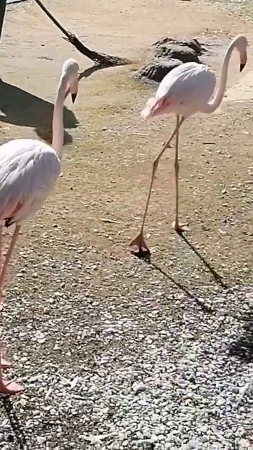 Фламинго в Ростове на Дону