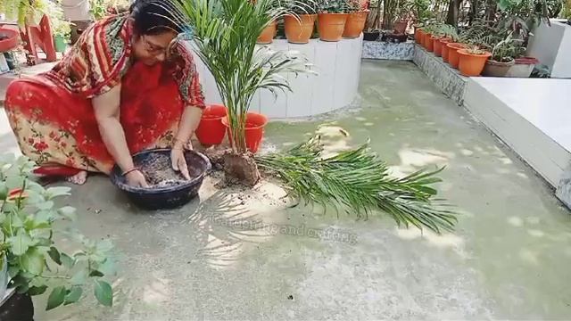 ১ টা এরিকা থেকে তৈরি করুন অনেক গাছ l Areca palm Complete Care Tips / Best Oxygen Giving Plant 🔥