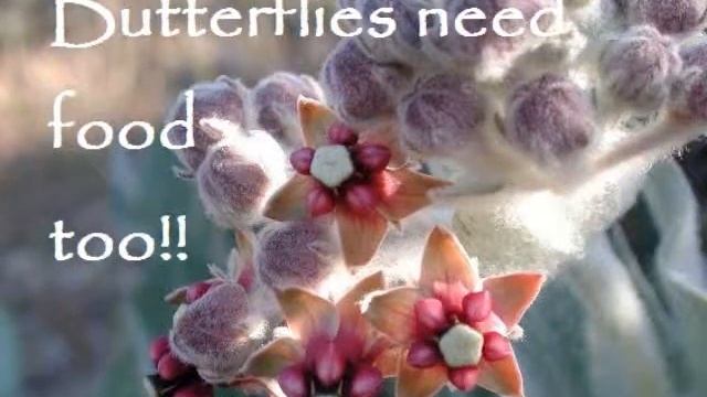 butterfly digital story:Cynthia G. 4pm