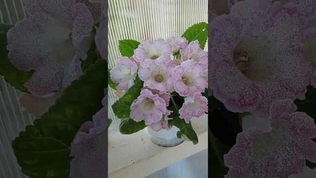 16-02-2025 Глоксинии