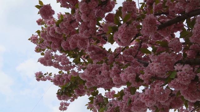 В Мукачеві квітне найдовша алея сакур на Закарпатті