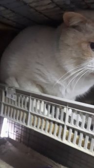 породистый кот ред поинт жил на улице у моря! ищем ему самых любящих мам и пап