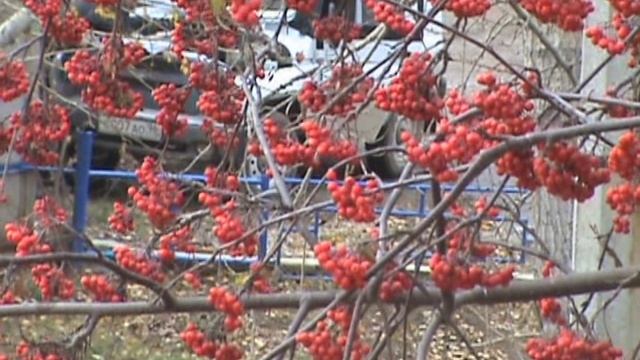 синичка поёт.