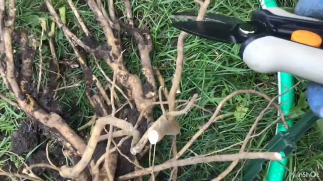 青石话牡丹芍药。“伊藤品种”(Itoh)秋季移栽，如何修剪茎、叶和根部 Plant Itoh Group in Autumn