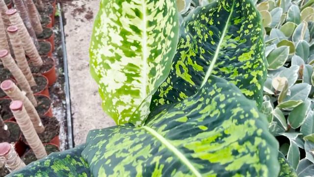 Dieffenbachia Reflector | Live from the Nursery Series
