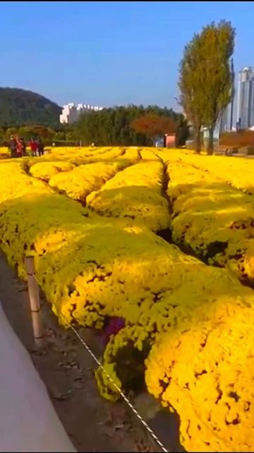 Beautiful yellow chrysanthemums flowers farm