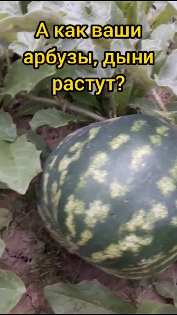Моя бахча