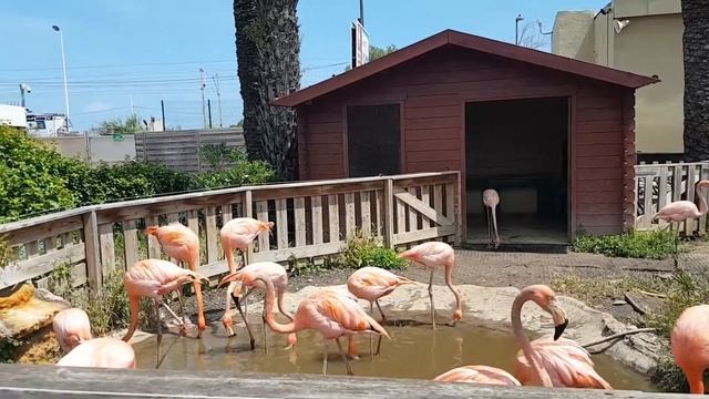 Flamingos at Marineland of Antibes, France