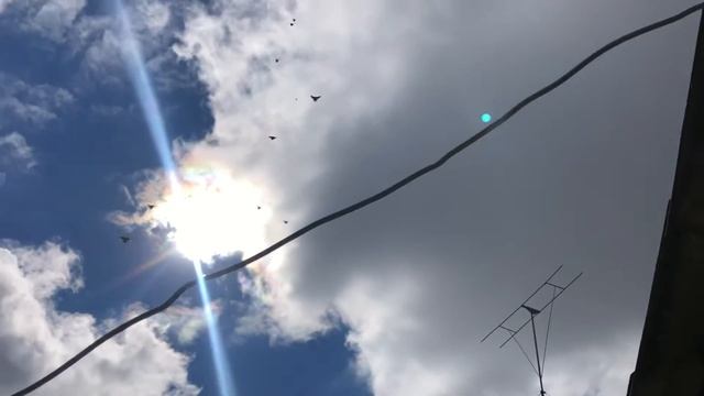 Красноград. Песчанка. 09.2021маленький рывок под северок