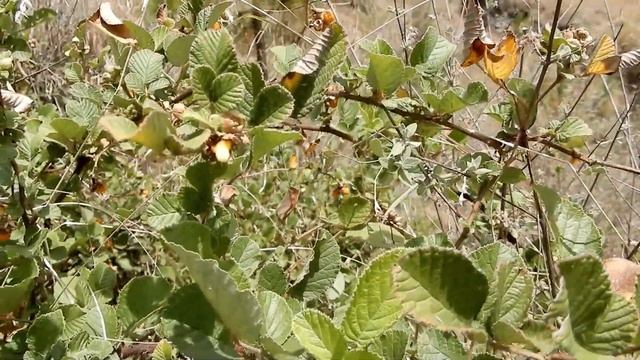 Himalayan Raspberry Fruit || Himachal Pradesh, India