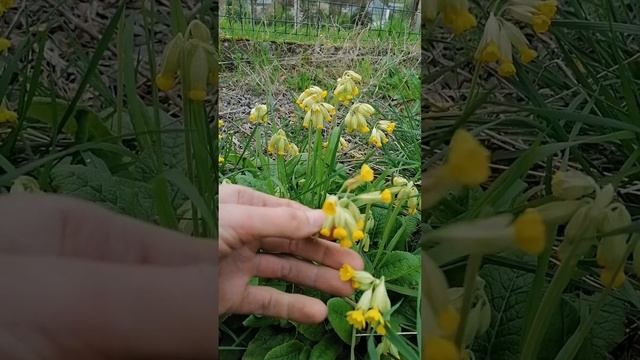 Cowslip - primula veris - medicinal benefits