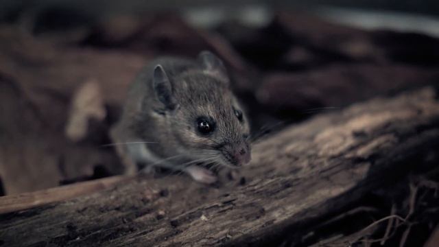 Will The Hantavirus Death In China Lead To Another Outbreak