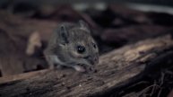 Will The Hantavirus Death In China Lead To Another Outbreak