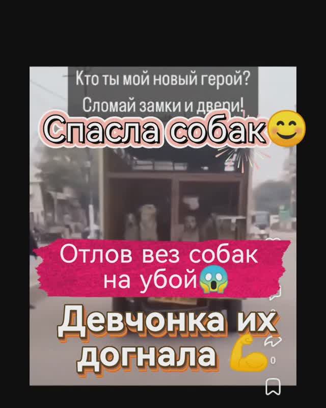 Девчонка догнала автомобиль на котором везли собак и освободила их