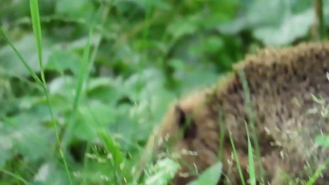 768. Ježek západní, European Hedgehog, Braunbrustigel, Обыкновенный ёж, Jeż zachodni