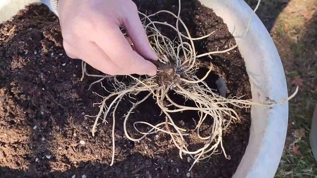 How to Plant Hosta Roots in Containers 🌿