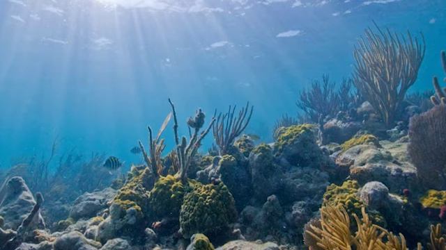"Terna" Project - On the Sea Bed