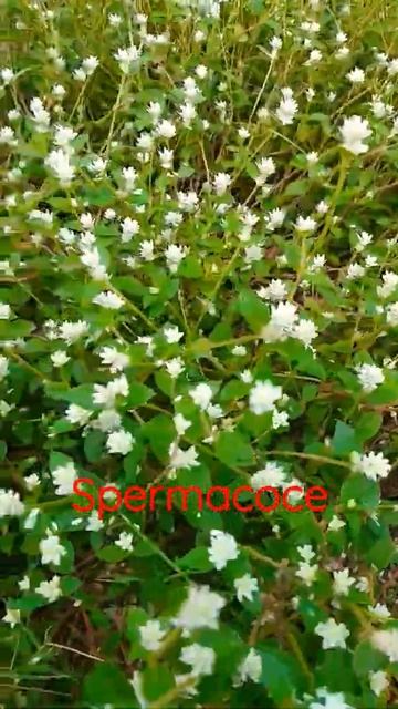Spermacoce atau kancing palsu adalah genus tanaman berbunga dalam keluarga Rubiaceae.