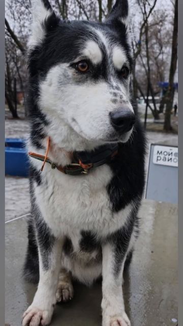 Хаски Дик самый красивый пес)
