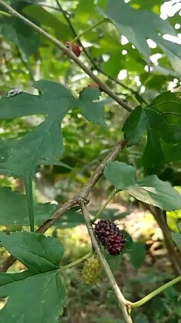 mulberries 🍇🍇