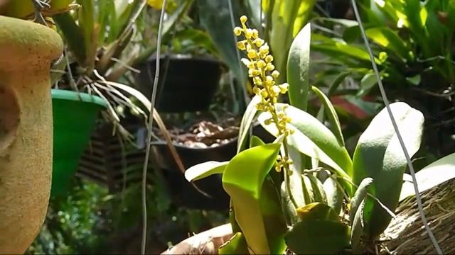 Orquidea Gomesa Crispa
