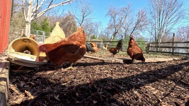 Куры несушки свободного выгула и их обычная куриная рутина – эпизод (38)