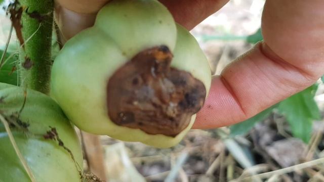 How to prevent and cure TOMATO BLOSSOM END ROT - dark-colored batch at the bottom of the fruit