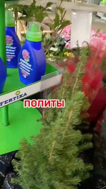Как выбрать елочку в магазине? #курсыландшафтногодизайна #каквыбратьелку