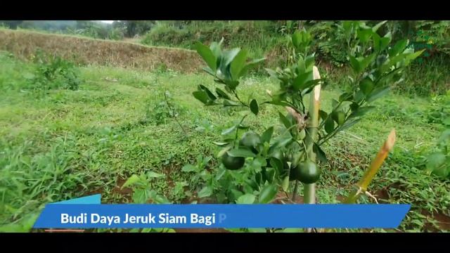 Budi Daya Jeruk Siam Bagi Pemula Agar Cepat Berbuah