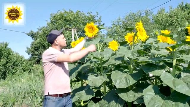 Завагро, сельское хозяйство России