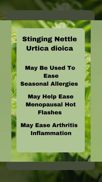 How To Make A Stinging Nettle (Urtica  dioica) Infusion #herbal #healing #health