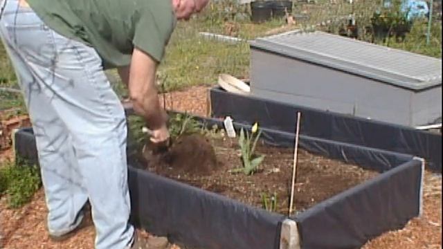 Planting Red Onions