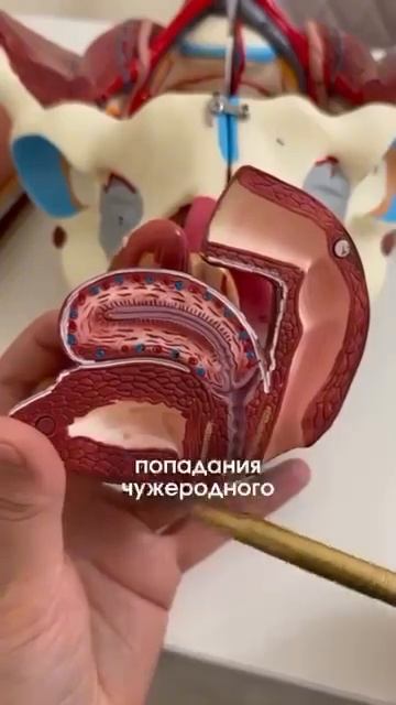 Чтобы предотвратить инфекции, нужно закрыть зияние половой щели🤐 с помощью тренировок😍