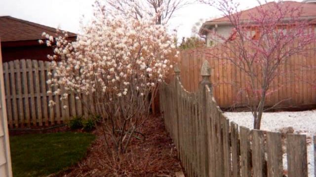 Redbud_Serviceberry_flowering_time_lapse.wmv
