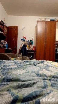 Вижу цель, не вижу препятствий 😺😸😹 #котики #милые котики #смешные котики