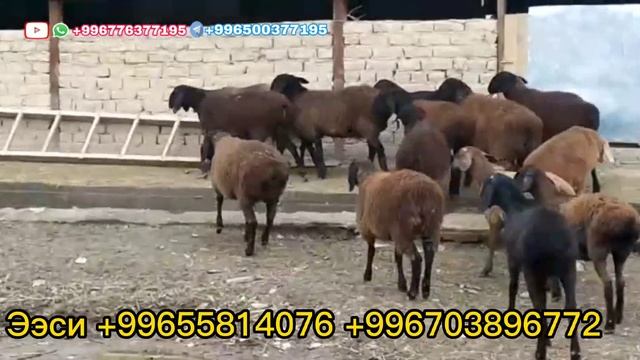 💎😍ТАЗА КАШТАН УРГАЧЫ КОЗУЛАР САТУУГА ЧЫГЫП ЖАТАТ @BARPYKG