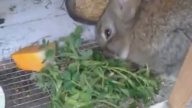 Мои кролики!!! My bunnies!!!