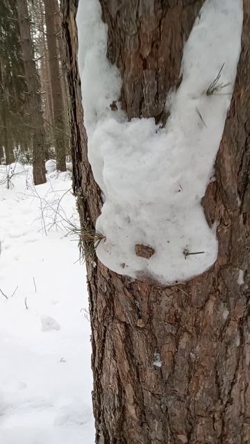 Зайчик на дереве.
