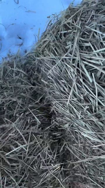 Remember This When Buying Hay