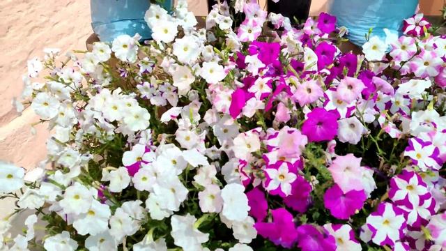 My Winter Garden Overview | Top Winter Flowering Plants | Petunia , Pansy , Gazania , Diantus