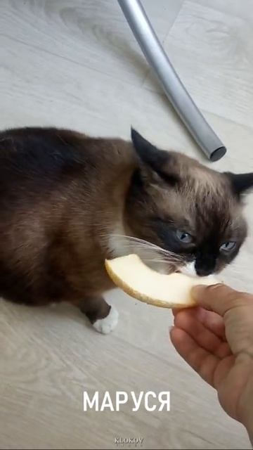 Кошка ест дыню #Shorts