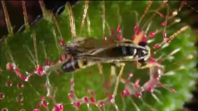 TOP 5 STRANGEST PLANTS THAT EAT ANIMALS !!