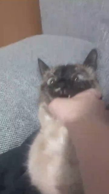 это маленькая сиамская кошка