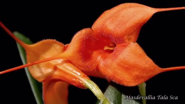 LancutCastleOrchidHouse.mp4